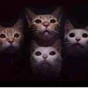 Meet your Posher, Nolan